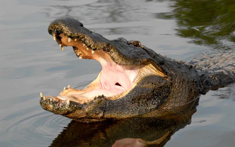 gatorland alligator